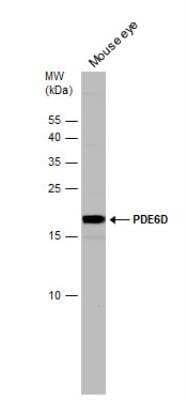 Western Blot: PDE6D Antibody [NBP1-32730] - Mouse tissue extract (50 ug) was separated by 15% SDS-PAGE, and the membrane was blotted with PDE6D antibody [N1C3] diluted at 1:15000. The HRP-conjugated anti-rabbit IgG antibody (NBP2-19301) was used to detect the primary antibody.