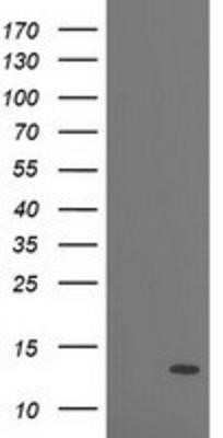Western Blot: PDE6G Antibody (OTI2F5) - Azide and BSA Free [NBP2-73298] - HEK293T cells were transfected with the pCMV6-ENTRY control (Left lane) or pCMV6-ENTRY PDE6G (Right lane) cDNA for 48 hrs and lysed. Equivalent amounts of cell lysates (5 ug per lane) were separated by SDS-PAGE and immunoblotted with anti-PDE6G.