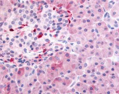 Immunohistochemistry-Paraffin: PDE7B Antibody [NB110-40454] - Analysis of anti-PDE7B antibody with human pancreas at concentration 10 ug/ml.