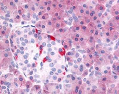 Immunohistochemistry-Paraffin: PDE7B Antibody [NB110-40455] - Analysis of anti-PDE7B antibody with human pancreas at concentration 5 ug/ml.