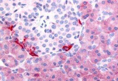 Immunohistochemistry-Paraffin: PDE7B Antibody [NB110-55515] - Analysis of anti-PDE7B antibody with human pancreas at concentration 5 ug/ml.