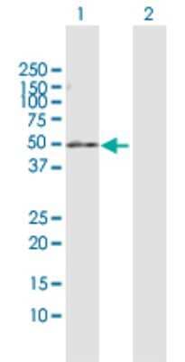Western Blot: PDE7B Antibody [H00027115-D01P] - Analysis of PDE7B expression in transfected 293T cell line by PDE7B polyclonal antibody.Lane 1: PDE7B transfected lysate(51.80 KDa).Lane 2: Non-transfected lysate.