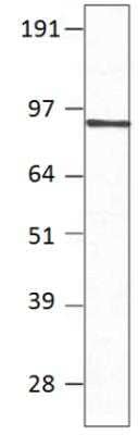 Western Blot: PDE7B Antibody [NBP3-12246] - WB 1:1000 antibody dilution in DiluObuffer