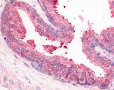 Immunohistochemistry-Paraffin: PDE8A Antibody - BSA Free [NB110-40457] - Analysis of anti-PDE8A antibody with human prostate at concentration 10 ug/ml.