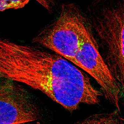 Immunocytochemistry/ Immunofluorescence PDE8A Antibody - BSA Free