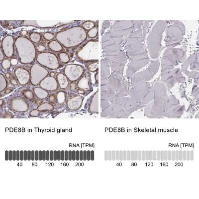 Immunohistochemistry-Paraffin PDE8B Antibody