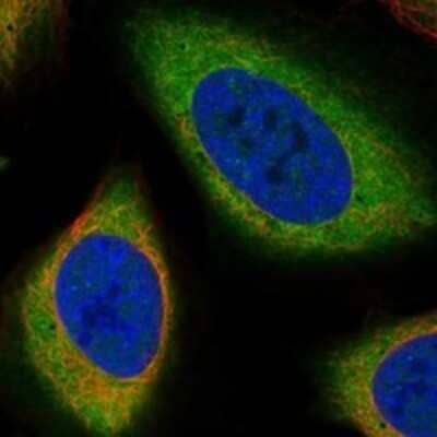 Immunocytochemistry/Immunofluorescence: PDE9A Antibody [NBP3-17199] - Staining of human cell line U-2 OS shows localization to plasma membrane & cytosol.