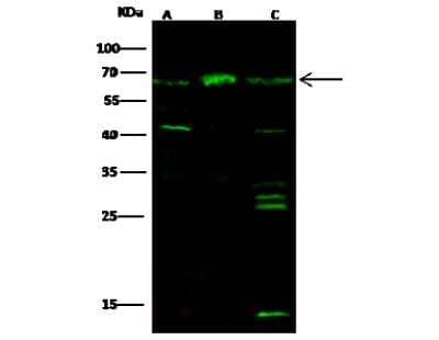 Western Blot: PDE9A Antibody [NBP2-99870] - Anti-PDE9A rabbit polyclonal antibody at 1:500 dilution. Lane A: Jurkat Whole Cell Lysate. Lane B: 293T Whole Cell Lysate. Lane C: Mouse brain Tissue lysate Lysates/proteins at 30 ug per lane. Secondary Goat Anti-Rabbit IgG H&L (Dylight 800) at 1/10000 dilution. Developed using the Odyssey technique. Performed under reducing conditions. Predicted band size: 68 kDa. Observed band size: 68 kDa (We are unsure as to the identity of these extra bands).