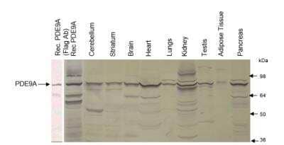 Western Blot: PDE9A Antibody [NBP3-12248] - WB of NBP3-12248 showing tissue distribution of NBP3-12248. Antibody was diluted 1:1000 in DiluObuffer. Blot is overexposed to determine non-specific background. 