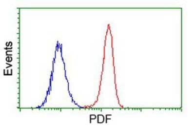 Flow Cytometry: PDF Antibody (3F3) [NBP2-00814] - Analysis of Hela cells, using anti-PDF antibody, (Red), compared to a nonspecific negative control antibody (Blue).