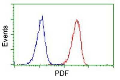 Flow Cytometry: PDF Antibody (3F3) [NBP2-00814] - Analysis of Jurkat cells, using anti-PDF antibody, (Red), compared to a nonspecific negative control antibody (Blue).