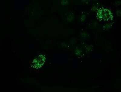 Immunocytochemistry/Immunofluorescence: PDF Antibody (3F3) [NBP2-00814] Staining of COS7 cells transiently transfected by pCMV6-ENTRY PDF.