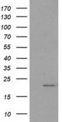 Western Blot: PDF Antibody (3F3) [NBP2-00814] - HEK293T cells were transfected with the pCMV6-ENTRY control (Left lane) or pCMV6-ENTRY PDF (Right lane) cDNA for 48 hrs and lysed. Equivalent amounts of cell lysates (5 ug per lane) were separated by SDS-PAGE and immunoblotted with anti-PDF.