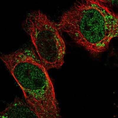 Immunocytochemistry/Immunofluorescence: PDF Antibody [NBP2-38993] - Staining of human cell line U-2 OS shows localization to nucleoplasm & mitochondria.