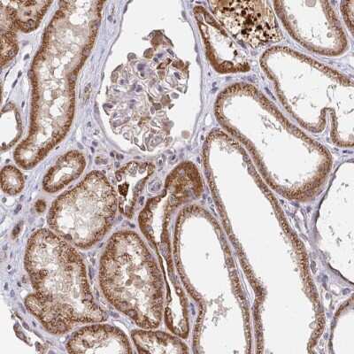 Immunohistochemistry: PDF Antibody [NBP2-38993] - Staining of human kidney shows strong cytoplasmic positivity in renal tubules.