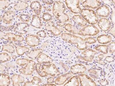 Immunohistochemistry-Paraffin: PDF Antibody [NBP2-98168] - Immunochemical staining of human PDF in human kidney with rabbit polyclonal antibody at 1:100 dilution, formalin-fixed paraffin embedded sections.