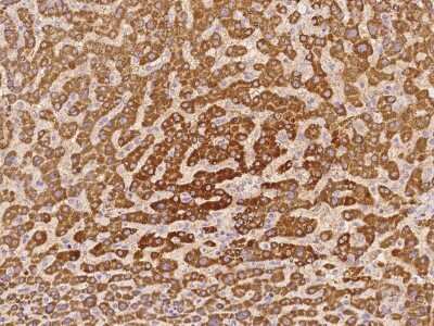 Immunohistochemistry-Paraffin: PDF Antibody [NBP2-98168] - Immunochemical staining of human PDF in human liver with rabbit polyclonal antibody at 1:100 dilution, formalin-fixed paraffin embedded sections.