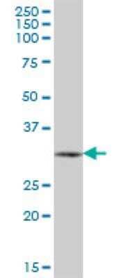 Western Blot: PDF Antibody [H00064146-B01P] - PDF MaxPab polyclonal antibody. Western Blot analysis of PDF expression in human spleen.