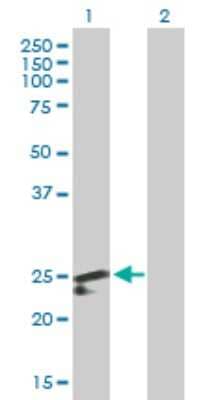 Western Blot: PDF Antibody [H00064146-B01P] - Analysis of PDF expression in transfected 293T cell line by PDF polyclonal antibody.  Lane 1: PDF transfected lysate(26.73 KDa). Lane 2: Non-transfected lysate.