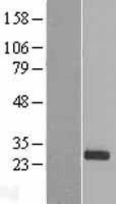 Western Blot: PDF Overexpression Lysate (Adult Normal) [NBL1-14234] Left-Empty vector transfected control cell lysate (HEK293 cell lysate); Right -Over-expression Lysate for PDF.