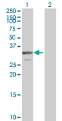 Western Blot: PDGF-B Antibody [H00005155-B01P] - Analysis of PDGFB expression in transfected 293T cell line by PDGFB polyclonal antibody.  Lane 1: PDGFB transfected lysate(26.51 KDa). Lane 2: Non-transfected lysate.