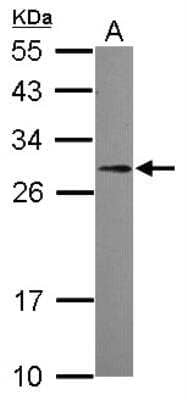 Western Blot: PDGF-B Antibody [NBP2-19748] -  Sample (30 ug of whole cell lysate) A: A549 12% SDS PAGE gel, diluted at 1:500.