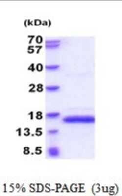 SDS-Page: PDGF-B Recombinant Protein [NBP2-52012] - 15% SDS Page (3 ug)