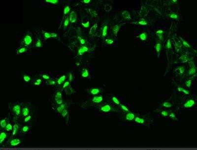 Immunocytochemistry/Immunofluorescence: PDGF-C Antibody (004) [NBP2-89373] - Staining of PDGFC in HepG2 cells. Cells were fixed with 4% PFA, permeabilzed with 0.1% Triton X-100 in PBS,blocked with 10% serum, and incubated with rabbit anti-human PDGFC monoclonal antibody (dilution ratio 1:60) at 4c overnight. Then cells were stained with the Alexa Fluor(R)488-conjugated Goat Anti-rabbit IgG secondary antibody (green). Positive staining was localized to Nucleus and Cytoplasm .