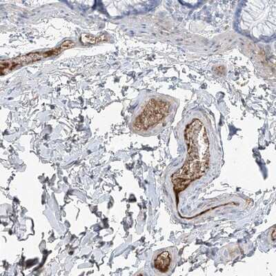 Immunohistochemistry-Paraffin: PDGF-C Antibody [NBP1-83935] - Staining of human colon shows distinct positivity in plasma.