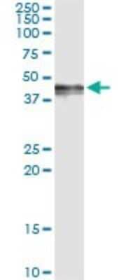 Immunoprecipitation: PDGF-D/SCDGFB Antibody (4H2) [H00080310-M09] - Analysis of PDGFD transfected lysate using anti-PDGFD monoclonal antibody and Protein A Magnetic Bead, and immunoblotted with PDGFD rabbit polyclonal antibody.