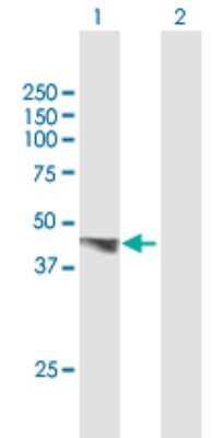 Western Blot: PDGF-D/SCDGFB Antibody [H00080310-B01P] - Analysis of PDGFD expression in transfected 293T cell line by PDGFD polyclonal antibody.  Lane 1: PDGFD transfected lysate(40.04 KDa). Lane 2: Non-transfected lysate.