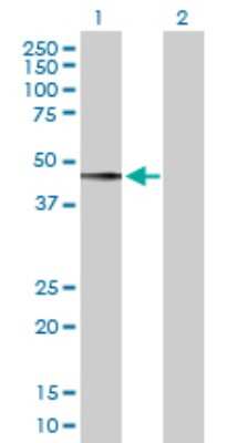Western Blot: PDGF-D/SCDGFB Antibody [H00080310-D01P] - Analysis of PDGFD expression in transfected 293T cell line by PDGFD polyclonal antibody.Lane 1: PDGFD transfected lysate(42.20 KDa).Lane 2: Non-transfected lysate.