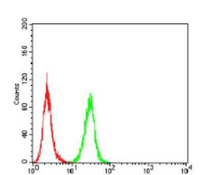 Flow Cytometry: PDGF R beta Antibody (2G7B7) [NBP2-52529] - Analysis of NIH/3T3 cells using PDGFRB mouse mAb (green) and negative control (red).