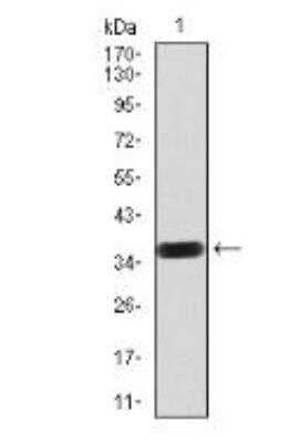 Western Blot: PDGF R beta Antibody (2G7B7) [NBP2-52529] - Analysis using PDGFRB mAb against human PDGFRB (AA: 33-133) recombinant protein. (Expected MW is 37 kDa).