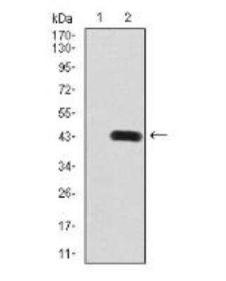 Western Blot: PDGF R beta Antibody (2G7B7) [NBP2-52529] - Analysis using PDGFRB mAb against HEK293 (1) and PDGFRB (AA: 33-133)-hIgGFc transfected HEK293 (2) cell lysate.