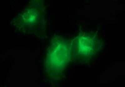 Immunocytochemistry/Immunofluorescence: PDGF R beta Antibody (OTI1E8) - Azide and BSA Free [NBP2-73304] - Analysis of COS7 cells transiently transfected by pCMV6-ENTRY PDG F beta.