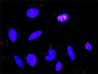 Proximity Ligation Assay: PDGF R beta Antibody [H00005159-D01P] - Analysis of protein-protein interactions between PDGFRB and PIK3R3. HeLa cells were stained with anti-PDGFRB rabbit purified polyclonal 1:1200 and anti-PIK3R3 mouse monoclonal antibody 1:50. Each red dot represents the detection of protein-protein interaction complex, and nuclei were counterstained with DAPI (blue).