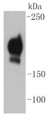 Western Blot: PDGF R beta Antibody (SY10-08) [NBP2-67384] - Analysis of PDGF Receptor beta on NIH/3T3 cell lysates using anti-PDGF Receptor beta antibody at 1:1000 dilution.