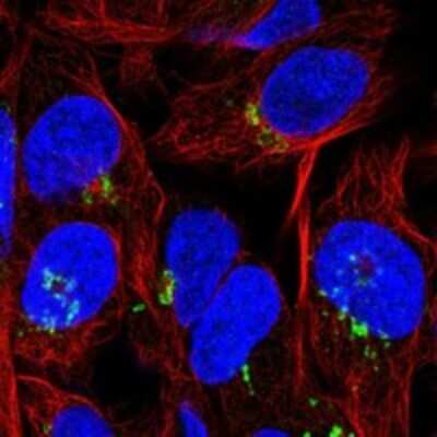 Immunocytochemistry/Immunofluorescence: PDGFA Antibody [NBP3-17752] - Staining of human cell line U-2 OS shows localization to the Golgi apparatus.