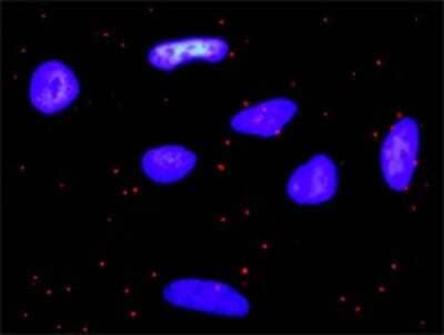 Proximity Ligation Assay: PDGFA Antibody [H00005154-D01P] - Analysis of protein-protein interactions between PDGFA and PDGFRA. HeLa cells were stained with anti-PDGFA rabbit purified polyclonal 1:1200 and anti-PDGFRA mouse monoclonal antibody 1:50. Each red dot represents the detection of protein-protein interaction complex, and nuclei were counterstained with DAPI (blue).