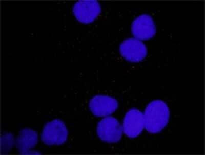 Proximity Ligation Assay: PDGFA Antibody [H00005154-D01P] - Analysis of protein-protein interactions between PDGFA and PLCG1. Huh7 cells were stained with anti-PDGFA rabbit purified polyclonal 1:1200 and anti-PLCG1 mouse monoclonal antibody 1:50. Each red dot represents the detection of protein-protein interaction complex, and nuclei were counterstained with DAPI (blue).