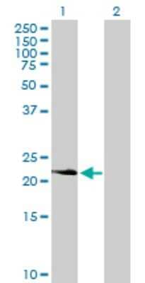 Western Blot: PDGFA Antibody [H00005154-B01P] - Analysis of PDGFA expression in transfected 293T cell line by PDGFA polyclonal antibody.  Lane 1: PDGFA transfected lysate(23.21 KDa). Lane 2: Non-transfected lysate.