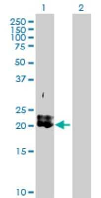 Western Blot: PDGFA Antibody [H00005154-D01P] - Analysis of PDGFA expression in transfected 293T cell line by PDGFA polyclonal antibody.Lane 1: PDGFA transfected lysate(24.00 KDa).Lane 2: Non-transfected lysate.
