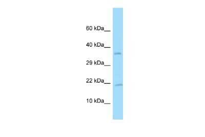 Western Blot: PDGFA Antibody [NBP2-82303] - Host: Rabbit. Target Name: PDGFA. Sample Type: U937 Whole Cell lysates. Antibody Dilution: 1.0ug/ml