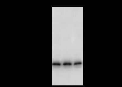 Western Blot: PDGFA Antibody [NBP2-99113] - Anti-PDGFA rabbit polyclonal antibody at 1:500 dilution. Lane A: U937 Whole Cell Lysate. Lane B: HL60 Whole Cell Lysate. Lane C: Jurkat Whole Cell Lysate. Lysates/proteins at 30 ug per lane. Secondary Goat Anti-Rabbit IgG (H+L)/HRP at 1/10000 dilution. Developed using the ECL technique. Performed under reducing conditions. Predicted band size: 24 kDa. Observed band size: 24 kDa