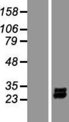 Western Blot: PDGFA Overexpression Lysate (Adult Normal) [NBP2-08092] Left-Empty vector transfected control cell lysate (HEK293 cell lysate); Right -Over-expression Lysate for PDGFA.