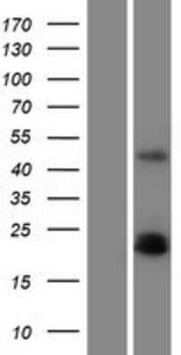 Western Blot: PDGFA Overexpression Lysate (Adult Normal) [NBP2-09939] Left-Empty vector transfected control cell lysate (HEK293 cell lysate); Right -Over-expression Lysate for PDGFA.