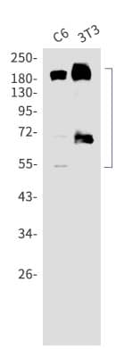 Western Blot: PDGFR alpha Antibody (S06-6D3) [NBP3-20048] - Western blot detection of PDGFR alpha in C6, 3T3 lysates using NBP3-20048. Predicted band size: 24, 83, 123kDa. Observed band size: 50-190kDa.