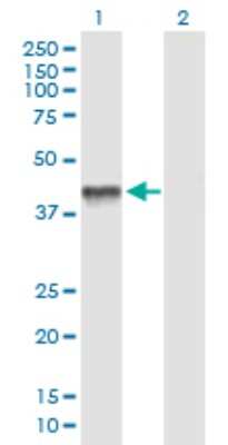 Western Blot: PDHA2 Antibody [H00005161-B01P] - Analysis of PDHA2 expression in transfected 293T cell line by PDHA2 polyclonal antibody.  Lane 1: PDHA2 transfected lysate(42.68 KDa). Lane 2: Non-transfected lysate.