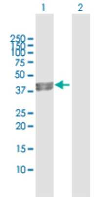 Western Blot: PDHA2 Antibody [H00005161-D01P] - Analysis of PDHA2 expression in transfected 293T cell line by PDHA2 polyclonal antibody.Lane 1: PDHA2 transfected lysate(42.90 KDa).Lane 2: Non-transfected lysate.